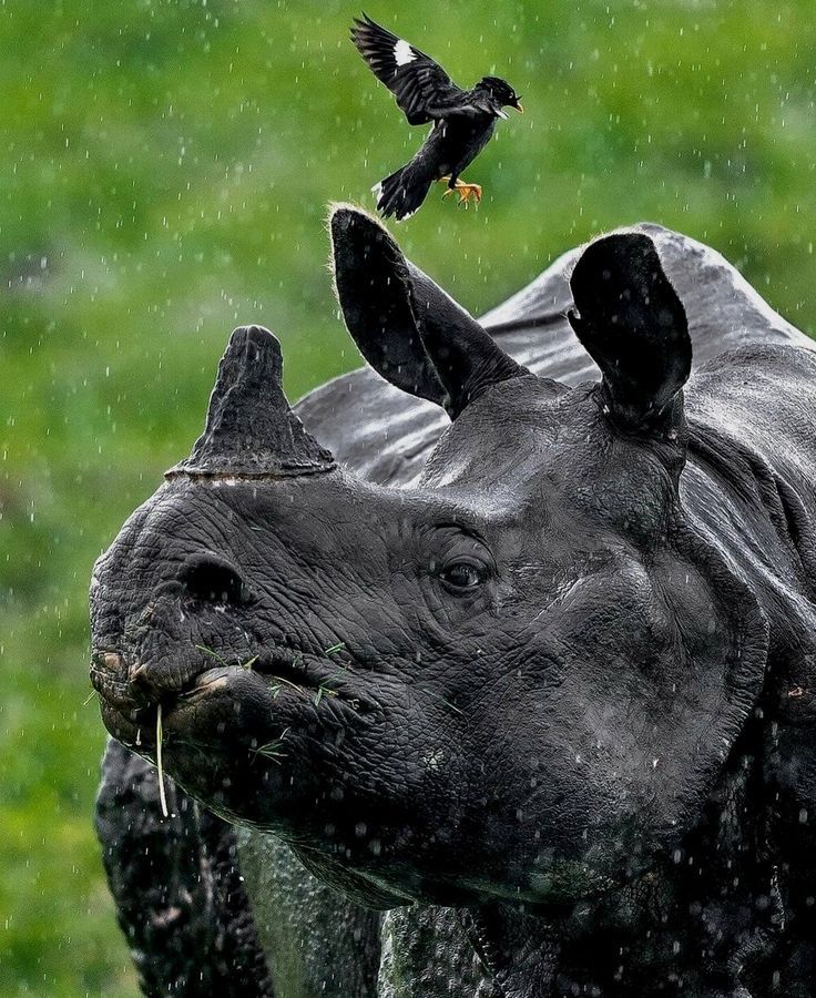 Chitwan National Park: Wildlife and Nature