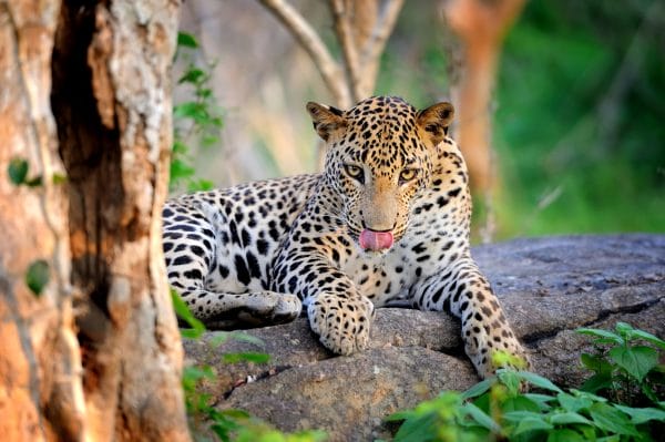 Chitwan Leopard Chitwan Leopard