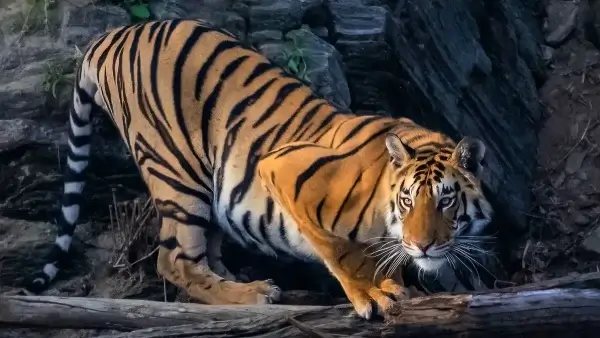 Bengal Tiger Bengal Tiger