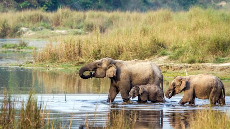 Jungle Safari in Chitwan