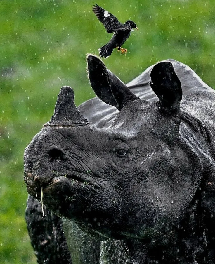 Chitwan National Park: Wildlife and Nature