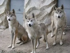 group of Himalayan Wolves found in Nepal