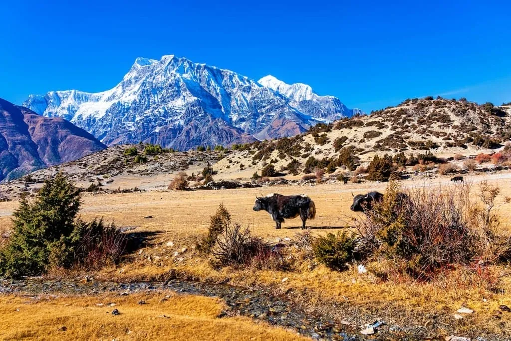 Nepal Trekking & Tour Packages