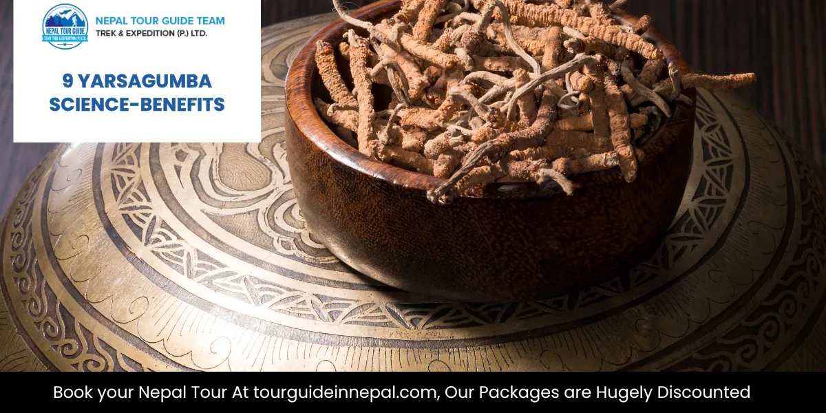 Yarsagumba Benefits 2