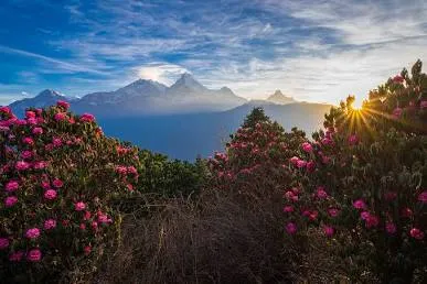 Spring rhododendrons in the Himalayas. Source: The Kathmandu Post